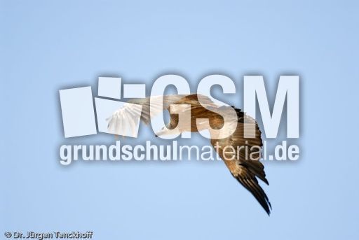 Mönchsgeier (7 von 9).jpg